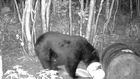 Bear on trail camera before a missed handgun shot during the Maine black bear hunt