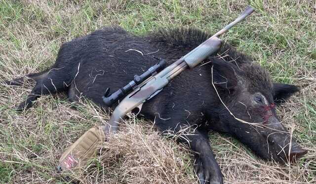 Feral sow taken with the Remington 760 30-06 after a facing head-on shot