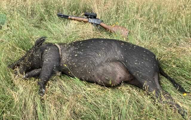 Nilgai cow taken with the Marlin 444 Trapper and 250gr. blue bullet