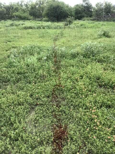 Short blood trail from a feral hog shot with the Marlin 444 Trapper