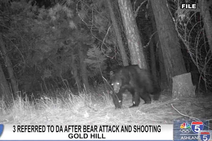 Bear bites woman after she tries to feed it dog treat.