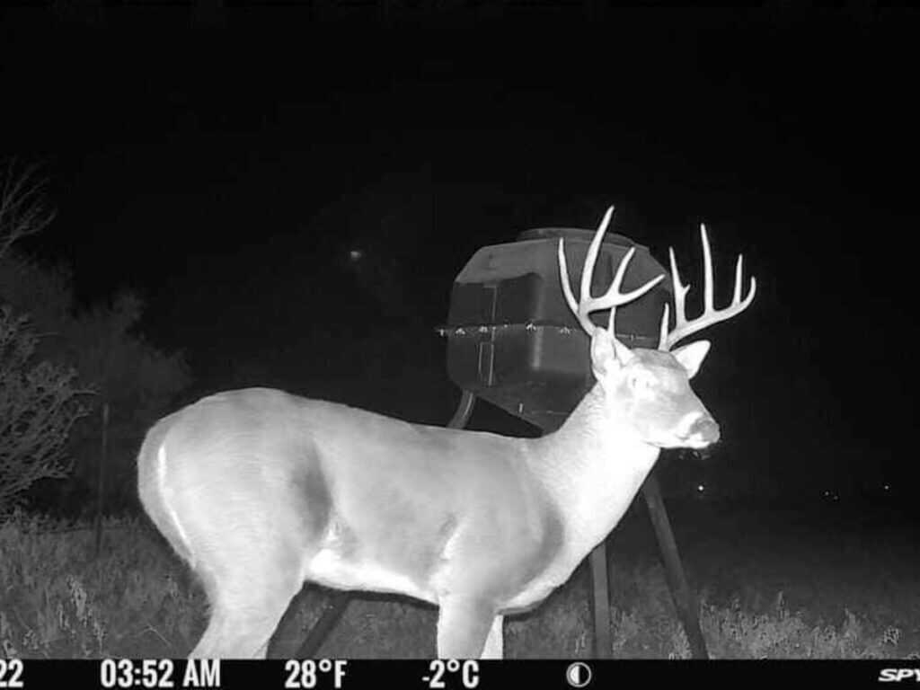 Trail camera buck used to illustrate hunting pressure and CWD management
