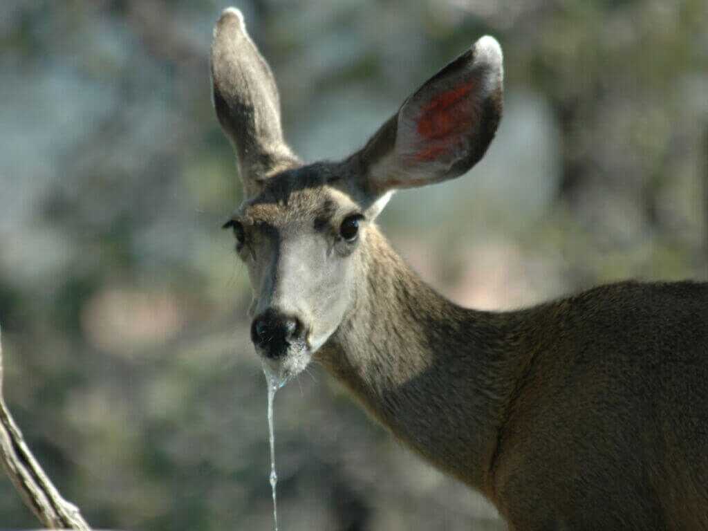 Drooling deer with chronic wasting disease symptoms in a field