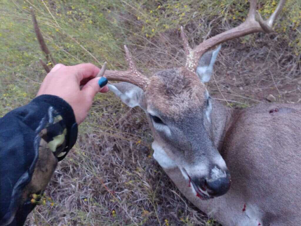 Healthy-looking whitetail buck that could still carry chronic wasting disease