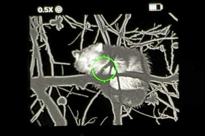 Thermal image of raccoon at close range captured through Infitac FML19