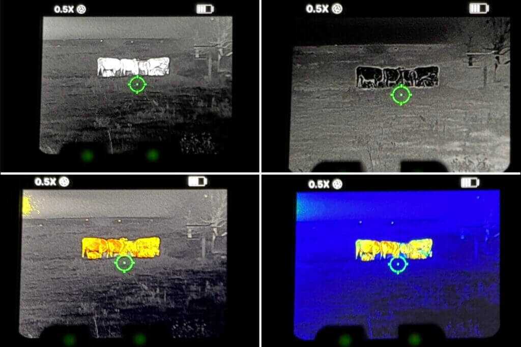 Through-the-lens view of cattle at about 50 yards showing multiple thermal color palettes