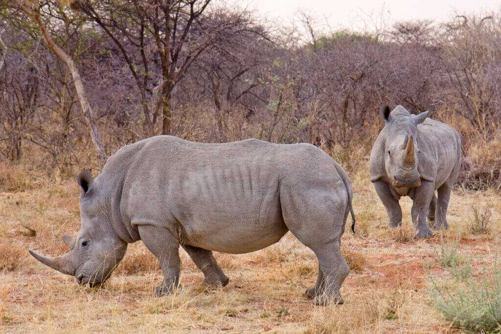 rhinoceros sedation challenge showing why tranquilizer dart dosing is difficult