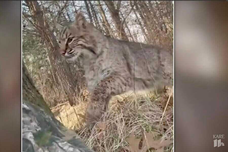The bobcat that attacked the Wisconsin Turkey Hunter.