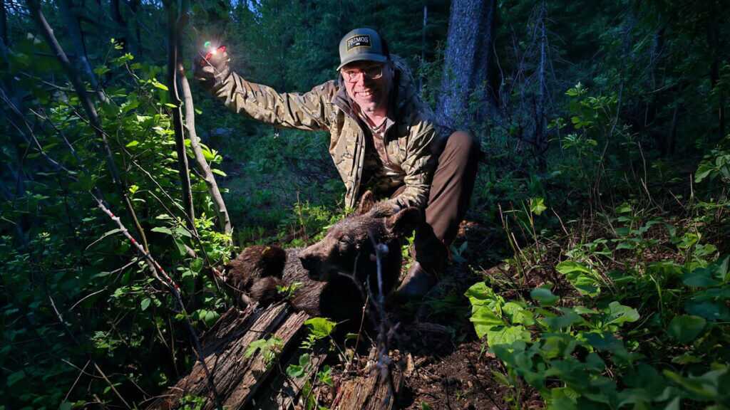 Idaho bear hunter in the woods near dark with a spring bear and cell phone light after a successful hunt