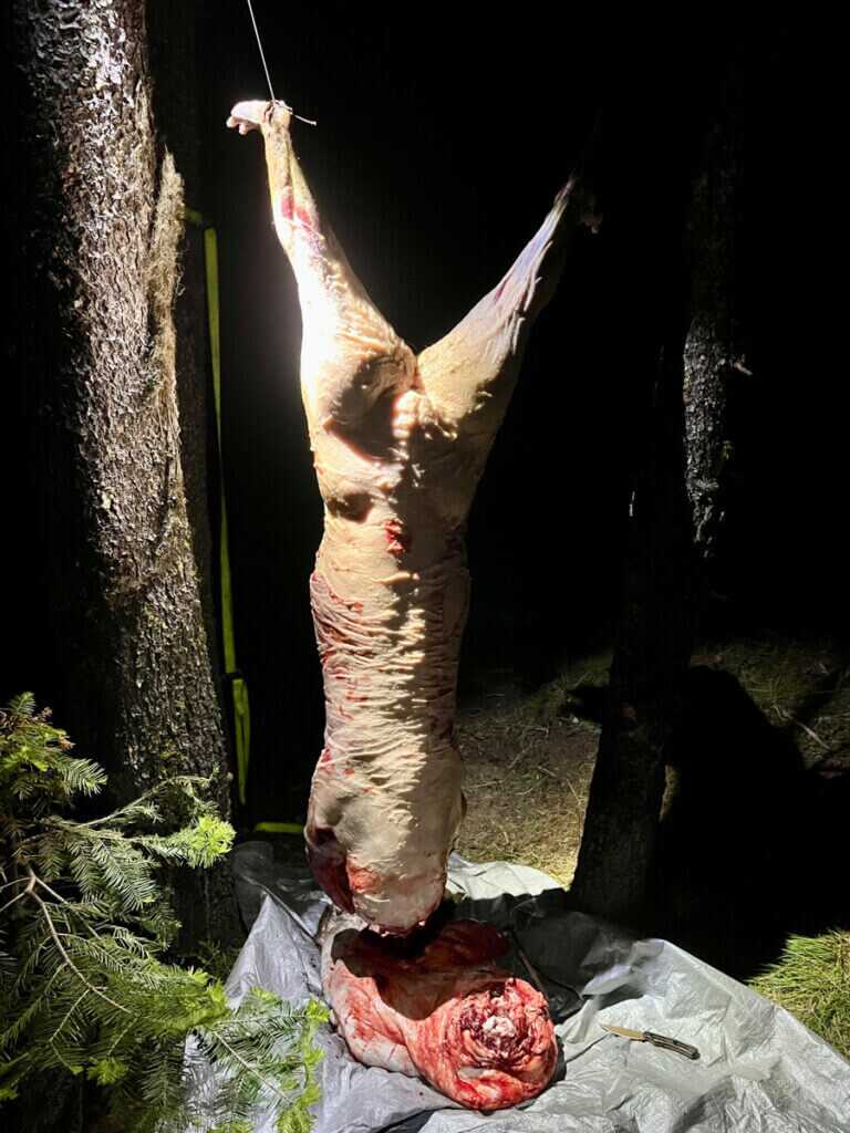 Skinned spring bear hanging at night with thick white bear fat covering the carcass before rendering grease