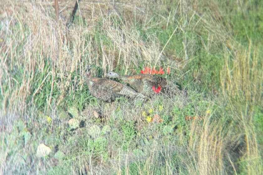 View through the Vortex Talon HD 10K binoculars while glassing turkeys