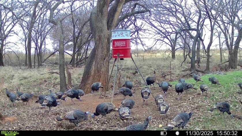 Tactacam REVEAL Pro 3.0 daytime trail camera image showing turkeys at a deer feeder