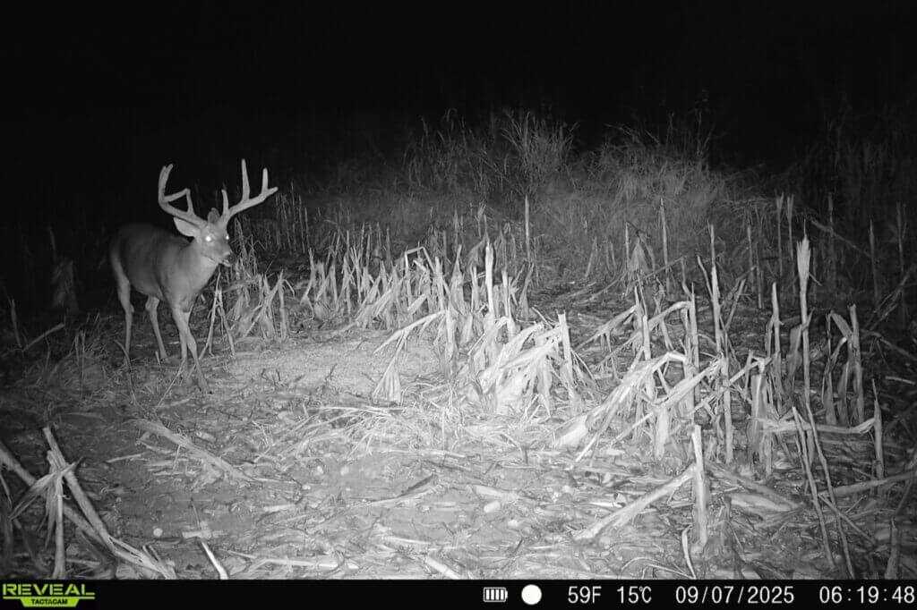 Tactacam REVEAL Pro 3.0 no-glow infrared night photo of a wide buck after dark