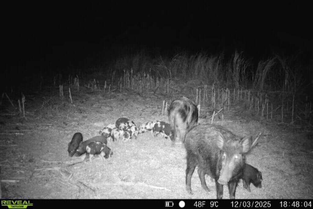 Tactacam REVEAL Pro 3.0 field image showing wild pigs roaming through the area