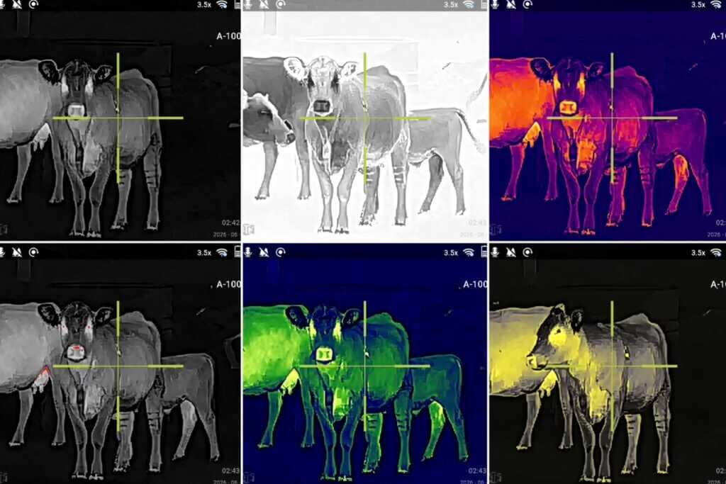 ATN ThOR 6 Mini 256 six color palette options viewing cows at roughly 25 yards