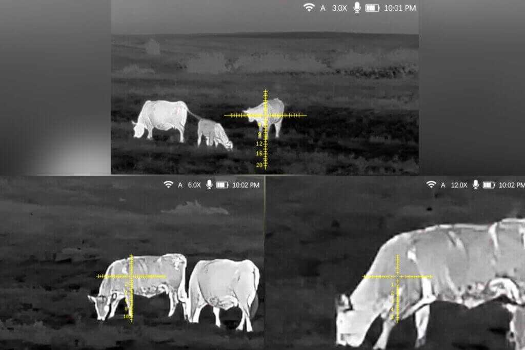 DNT Hydra HS335R thermal image of cattle at 65 yards at 3x 6x and 12x magnification