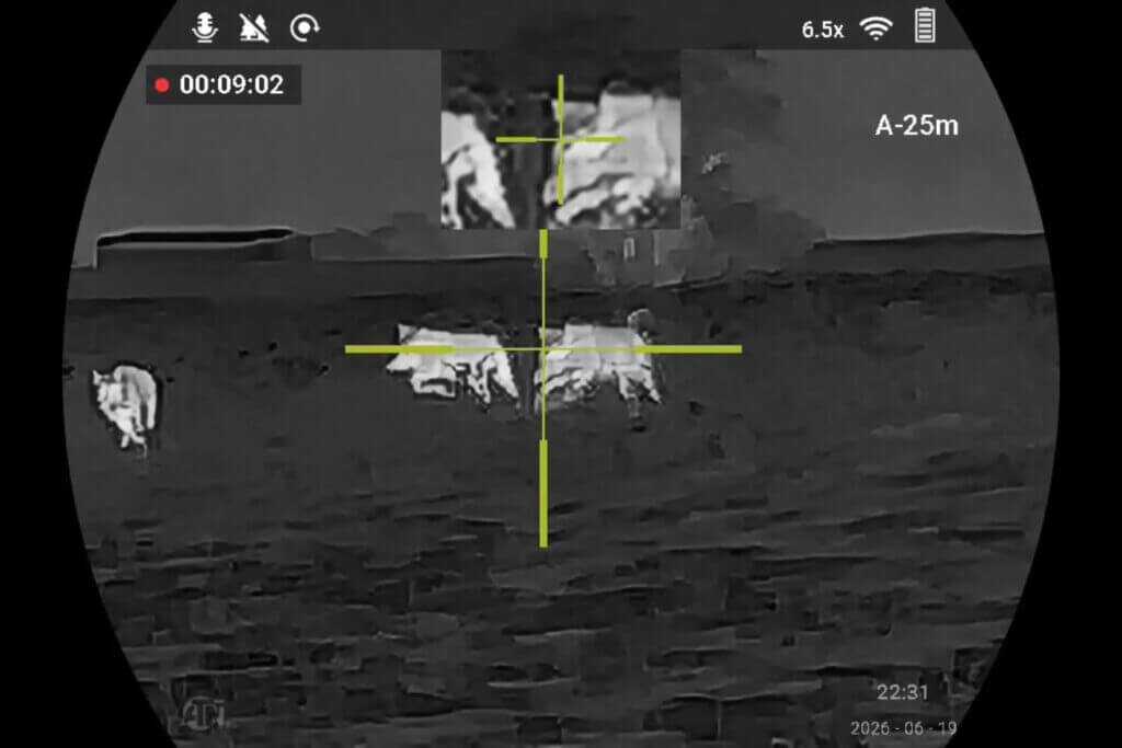 ATN ThOR 6 Mini 256 recorded thermal video screenshot from a pig hunt