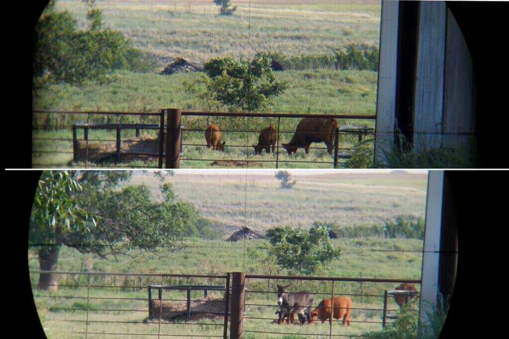 TriggerCam 2.1 and ScopeMate S28-TSC Max comparison images of cows around 150 yards away