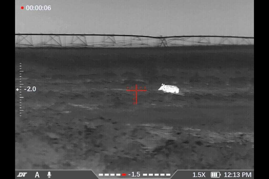 Pig taken during nighttime hunting field test of the DNT ThermNight TNC635R