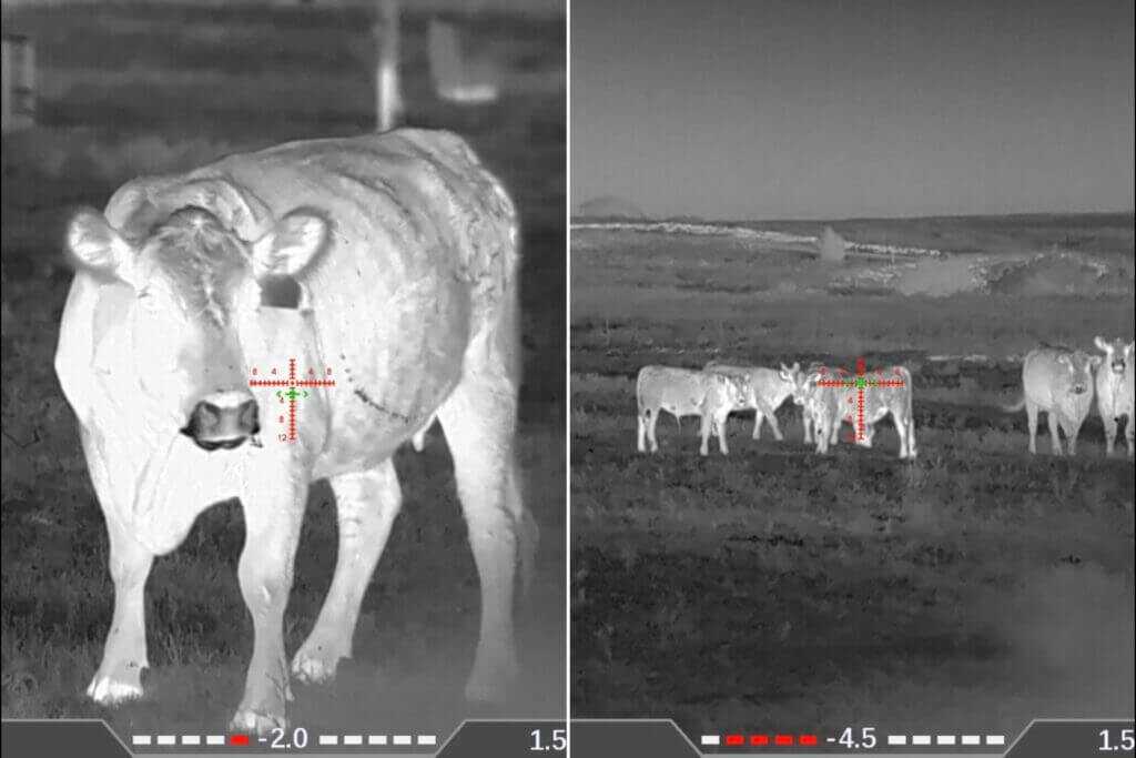 DNT TNC635R thermal images of cow at 11 yards and calves at 45 yards