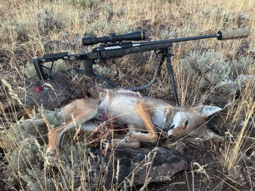 680-yard coyote taken with Seekins Element Hunter 7 PRC rifle