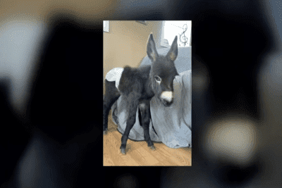 A Georgia family is mourning the loss of its one-year-old donkey after a police officer shot and killed the animal during a search for a missing child.