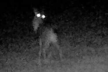StealthCam--See What You're Missing I was hoping for el Chupacabra, but all I got was a bug-eyed whitetail doe.