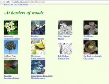 If you do a Google search on your state name and "edible wild plants" you will most likely come up with some very usable information, like this site on Florida edible plants. They have it divided up by where you will actually find them growing, but there is very little information on what part is edible. 