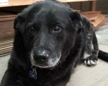 A Visit to Talon Grips Mauka, the Senior K-9 Advisor. Any company gets extra points for having a dog on staff!