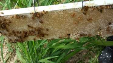This is what my medium honey super frames looked like. They were solid honey. 