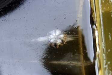 Sig .38 Super Ammunition Test Picture perfect in the Clear Ballistics gel.