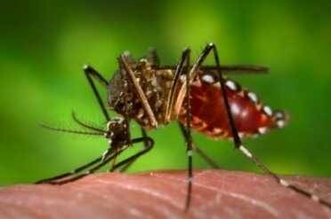 The explosion in cases of Microcephaly, a birth defect that produces babies with small heads,  is mostly limited to Brazil right now, but that was not coincidentally where genetically modified mosquitoes were released last July. There is some serious hanky panky going on. 