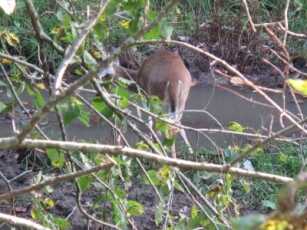 Find isolated water holes, particularly with worn trails leading to and away from them and tracks in the soft muddy edges, and then hang your stand where it affords a shot to the water’s edge.