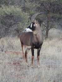 Blood In The Bushveld: A Father And Son On Their First Safari in South Africa The game that was observed during the safari was varied and impressive.