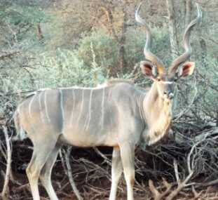 Blood In The Bushveld: A Father And Son On Their First Safari in South Africa The Kudu is an immensely spiral-horned, thinly-striped, grey ghost of a beast with the reputation of being able to instantly vanish.
