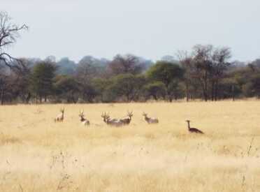 Blood In The Bushveld: A Father And Son On Their First Safari in South Africa The vistas were quite beautiful, making the event a memorable one for the author and his son.