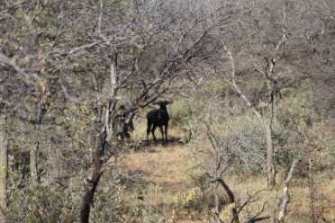 Blood In The Bushveld: A Father And Son On Their First Safari in South Africa Stalking skills along with a cool hand and steady marksmanship are key to success on a safari.