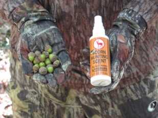 Deer Camp: Four Early Season Deer Stand Tips & Tactics for Success Protein-rich acorns are a deer’s favorite foods. Enhance the benefit of their presence by spraying the area with an attractant spray.