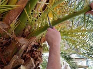 The New Winkler II Belt Knife - Full Review Winkler Palm Fronds