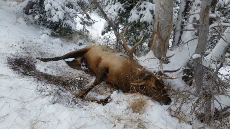 Setting Up A Rifle For An Elk Hunt Setting Up A Rifle For An Elk Hunt
