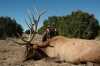 Bull Elks are Bugling& 8230;Wherever They Are