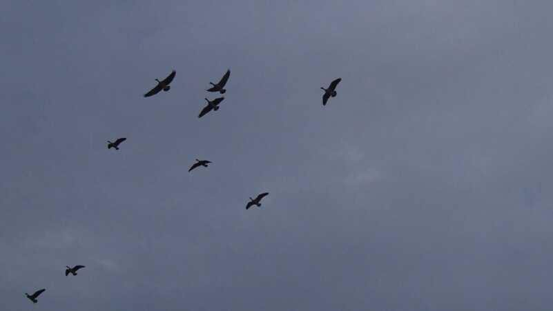 Honkers in The Chilly Morning: Goose Hunting in Central Manitoba