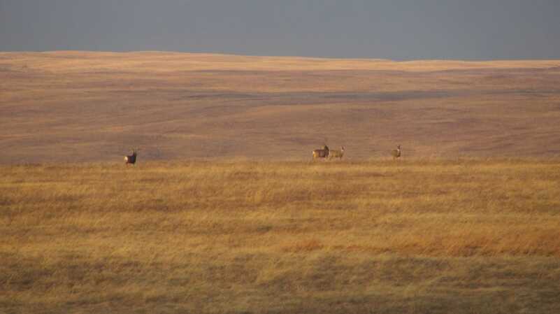 Looking for Big Mule Deer