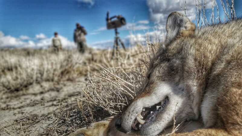 October Coyotes – Don’t Miss Out on Primetime Conditions! October Coyotes – Don’t Miss Out on Primetime Conditions!