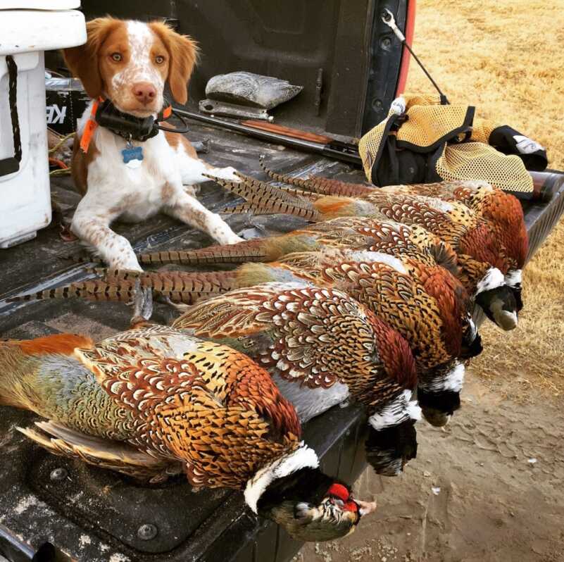 Late Season Ringnecks Late Season Ringnecks
