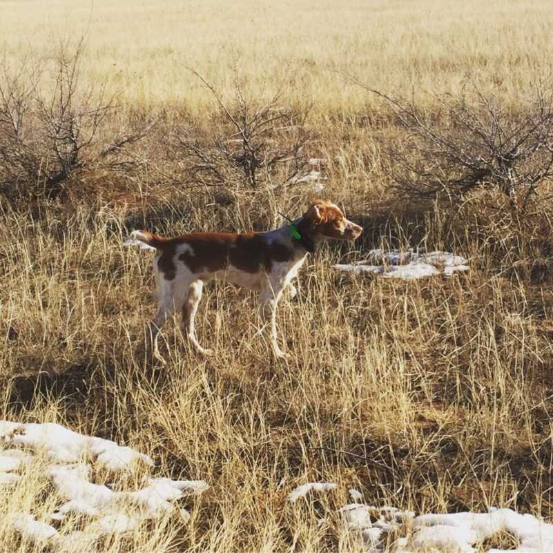 Late Season Ringnecks Late Season Ringnecks