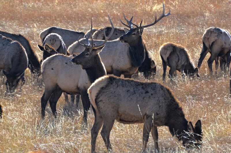 Colorado Parks and Wildlife Needs Your Feedback to Schedule Big Game Hunting Seasons for 2020-2024 Colorado Parks and Wildlife Needs Your Feedback to Schedule Big Game Hunting Seasons for 2020-2024