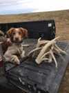 Shed Hunting & 8211; Tips For Success