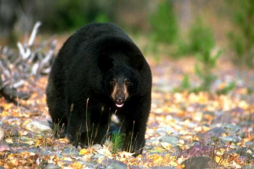 California Bill to Ban Bear Hunting Proposed California Bill to Ban Bear Hunting Proposed