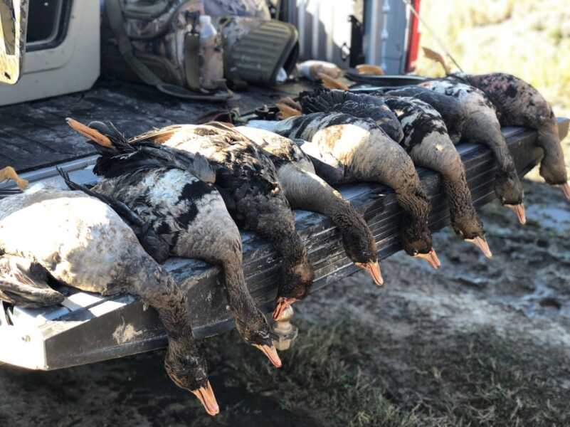 The Other Goose Addiction: White-Fronted Geese, Specks, Squealers